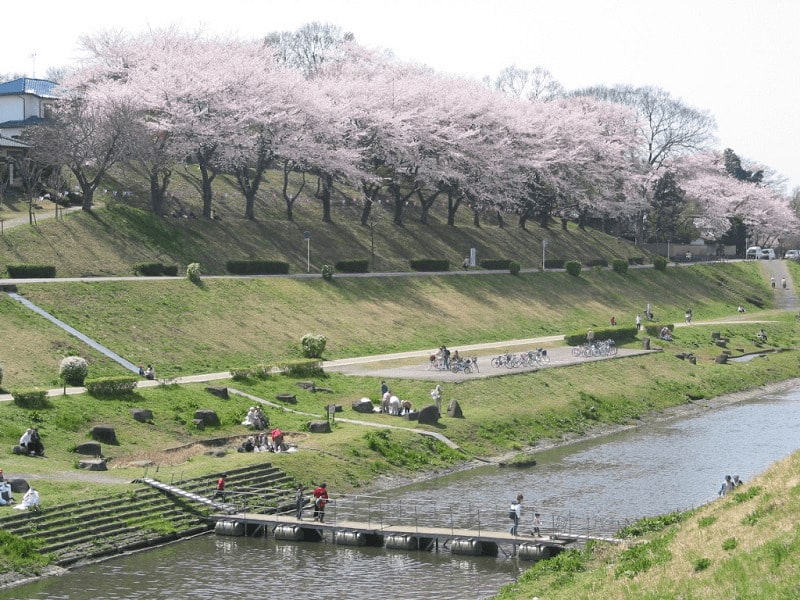 【流山市】運河水辺公園|水辺に映える130本の桜と幻想的なライトアップ