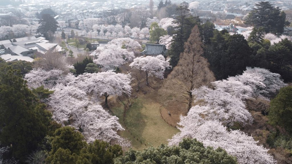 【野田市】清水公園|約2,000本の桜が彩る関東有数の名所