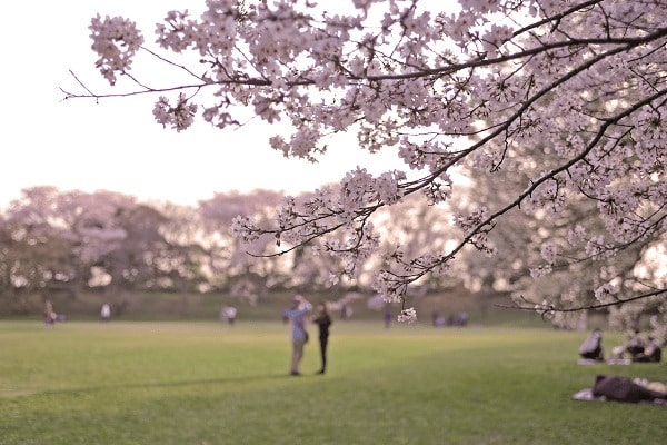 【佐倉市】佐倉城址公園|50種・1,000本以上の桜が咲く歴史ある名所
