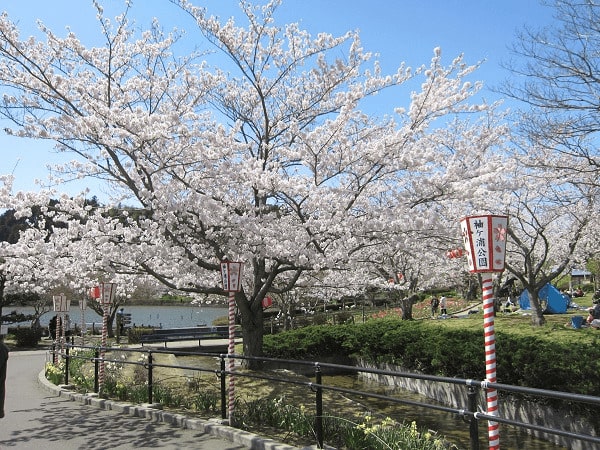 【袖ケ浦市】袖ケ浦公園|四季折々の花々が彩るスポット