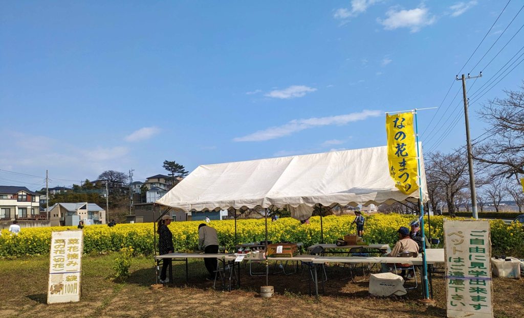 手賀沼沿いの菜の花イベント「菜の花畑散策と頭の体操」「菜の花まつり」へでかけよう!【我孫子市】