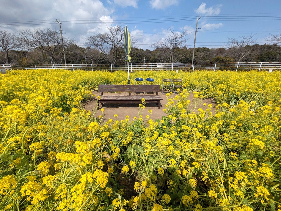 手賀沼沿いの菜の花イベント「菜の花畑散策と頭の体操」「菜の花まつり」へでかけよう!【我孫子市】
