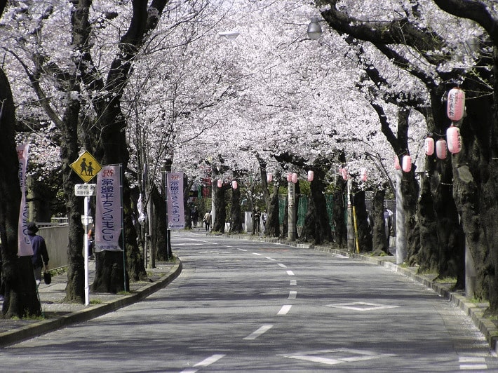 【松戸市】常盤平さくら通り|桜並木と春の祭りが楽しめるスポット