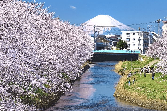 【木更津市】矢那川公園|川沿いに広がる桜並木と桜まつり