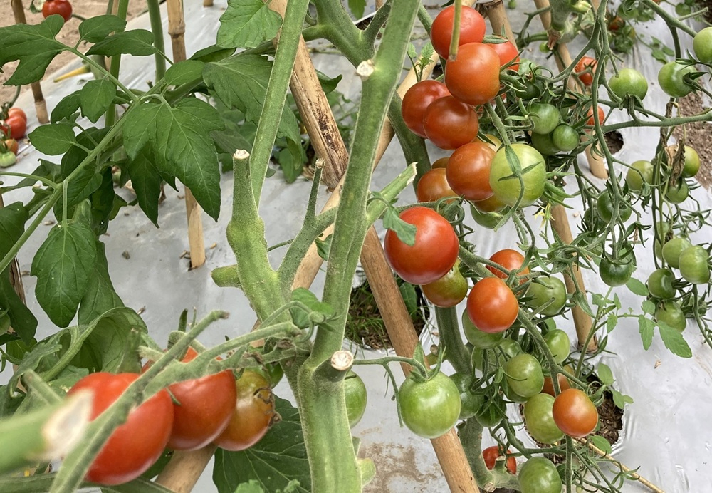 ▲コッペパンの具に使う野菜は、旬の自家製野菜が中心
