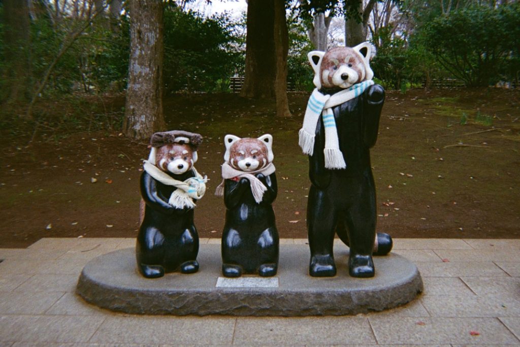 レッサーパンダのファミリー／使い切りカメラ