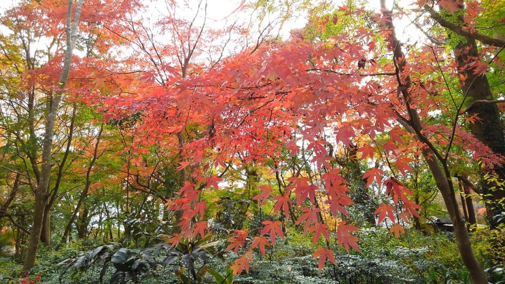 紅葉シーズンも人気です