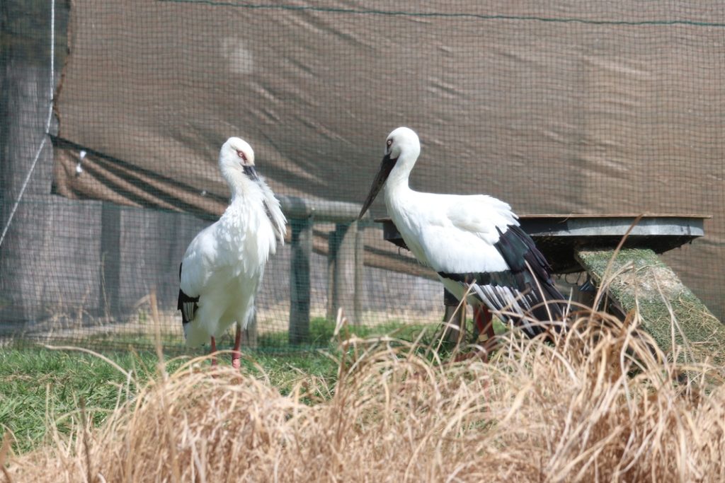 ウノトリが暮らす「こうのとりの里」とは?水と緑を守る自然豊かなまちづくり【野田市】