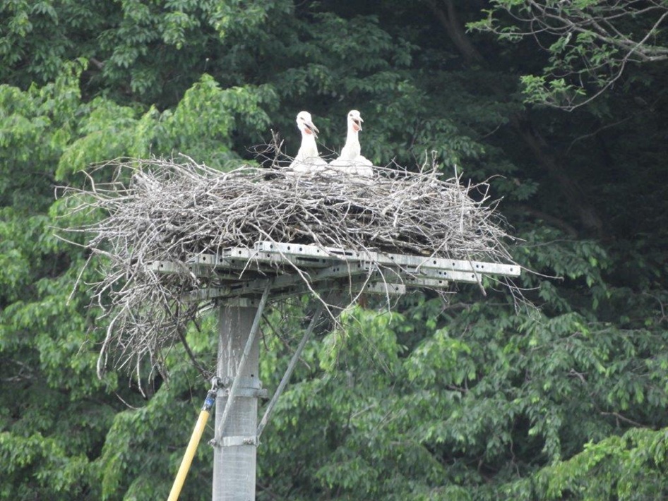 ウノトリが暮らす「こうのとりの里」とは?水と緑を守る自然豊かなまちづくり【野田市】
