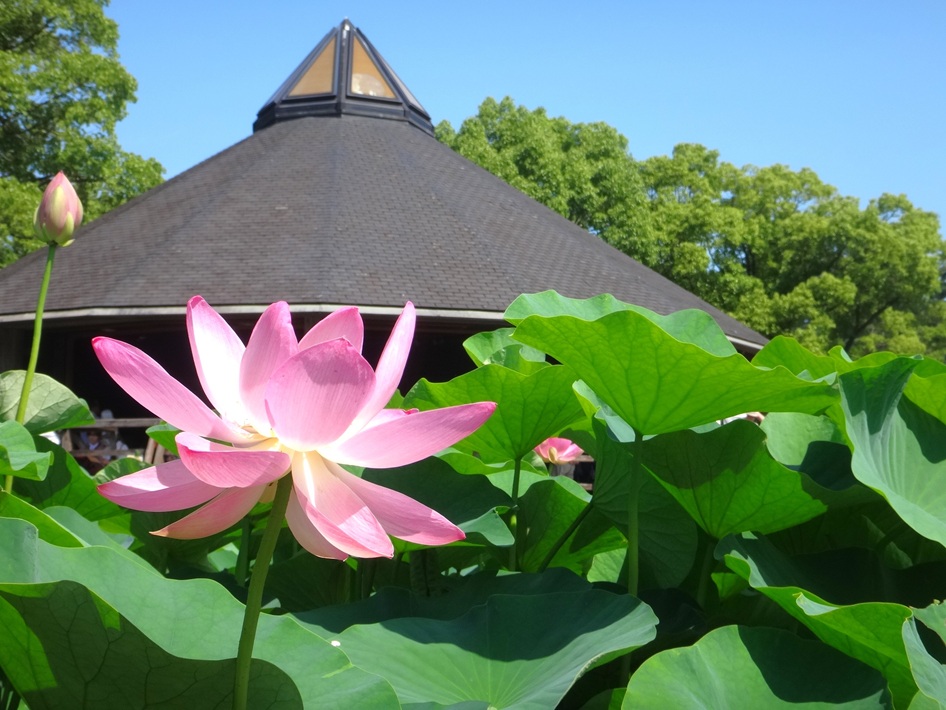大葉農園 大坪農園 (@ootsubonouen) • Instagram photos and videos
