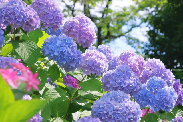 梅雨から初夏におすすめ 関東の花の名所2025
