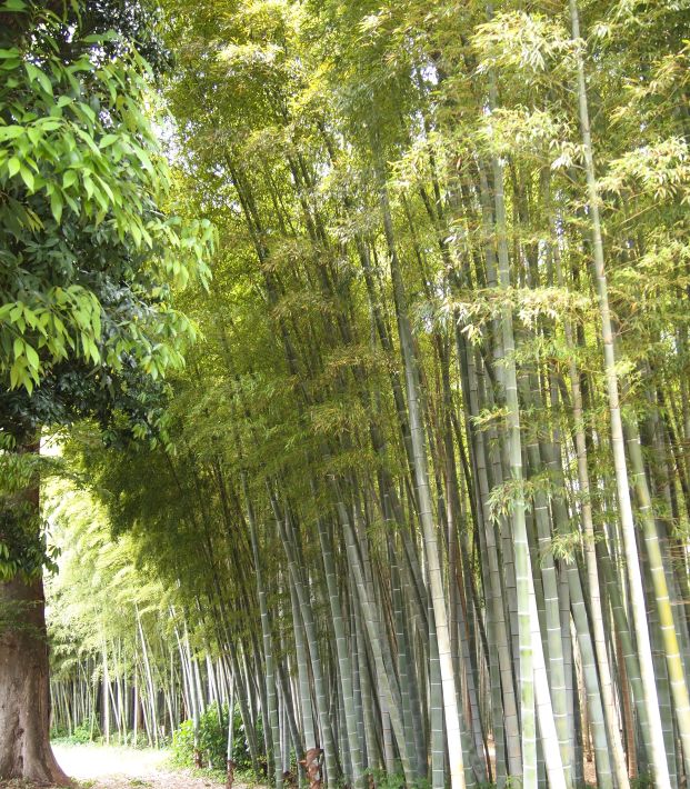 竹紙すき体験 主屋の裏に広がる竹林