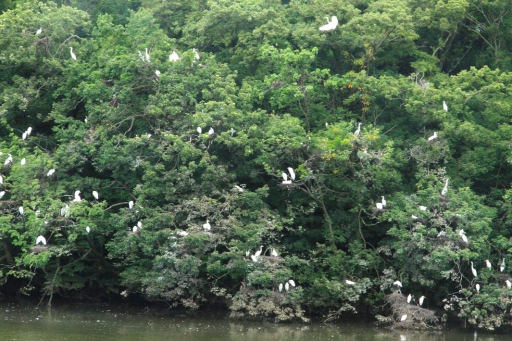 千城台野鳥観察園　おむすび山のサギコロニー