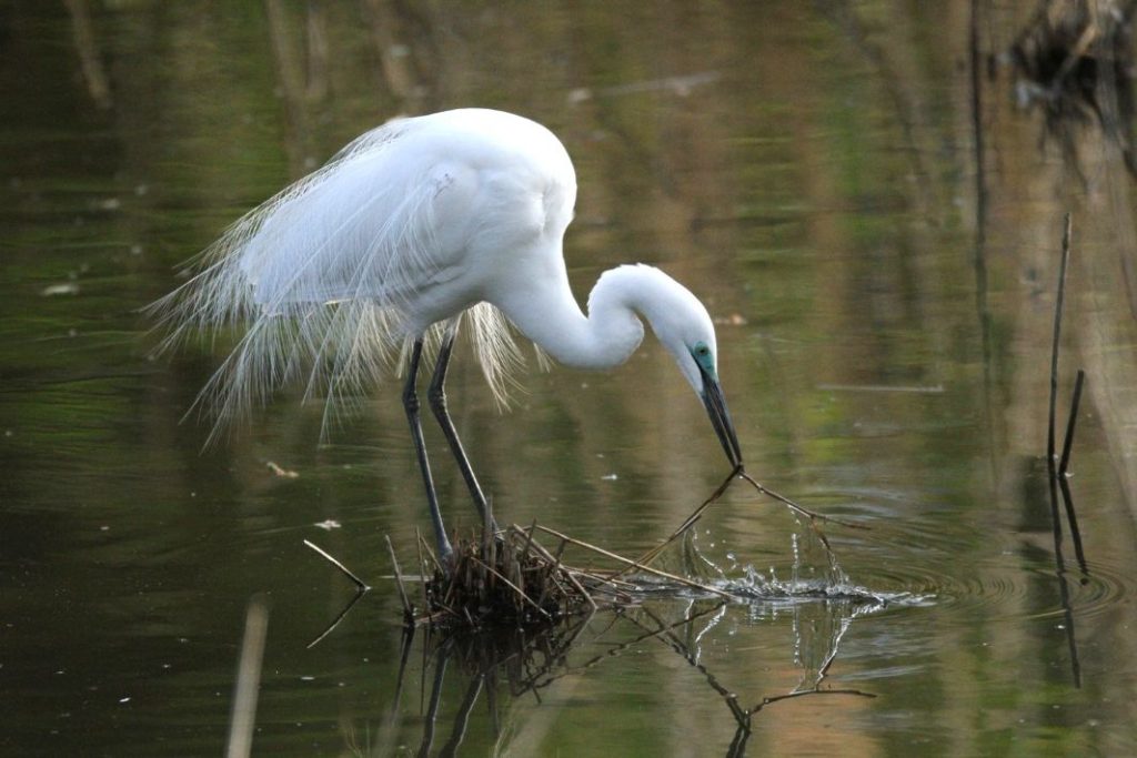 千城台野鳥観察園　ダイサギ