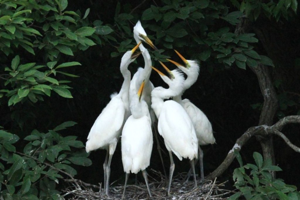 千城台野鳥観察園　ダイサギの親子