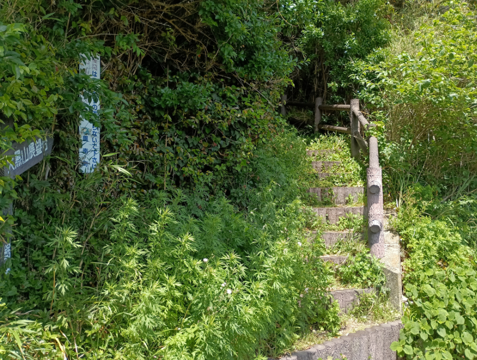 階段そして草