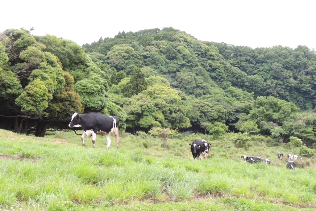 牧場の人が「おーい」と呼ぶとのっそりやってくる牛たち