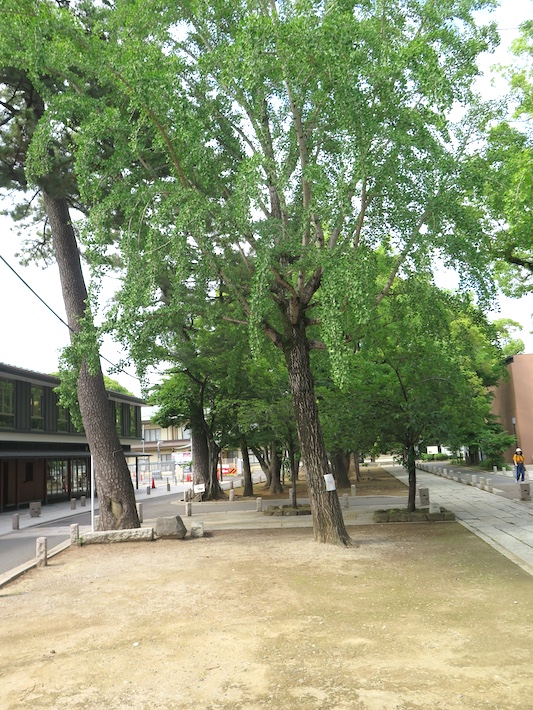 市川市内で見つけた戦争の痕跡 松やに採取痕が残るクロマツに思う