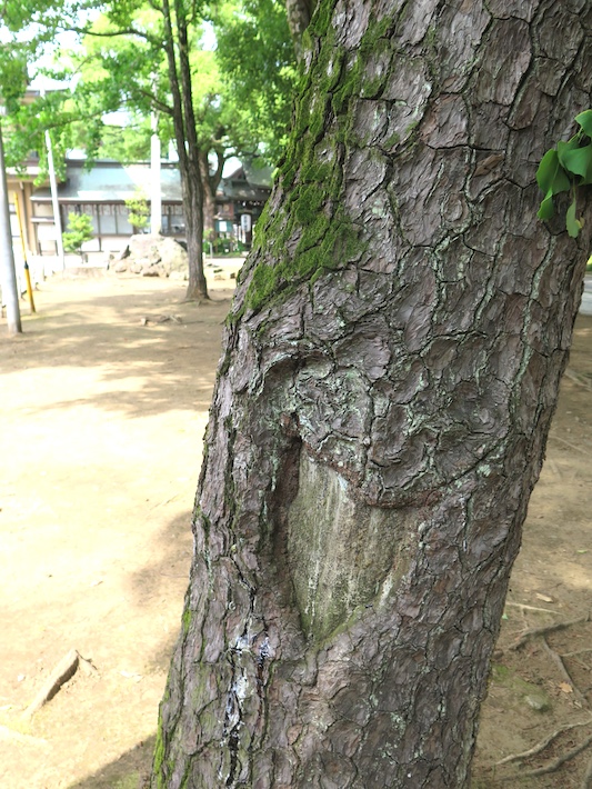 市川市内で見つけた戦争の痕跡 松やに採取痕が残るクロマツに思う