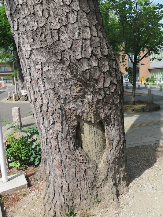 市川市内で見つけた戦争の痕跡 松やに採取痕が残るクロマツに思う
