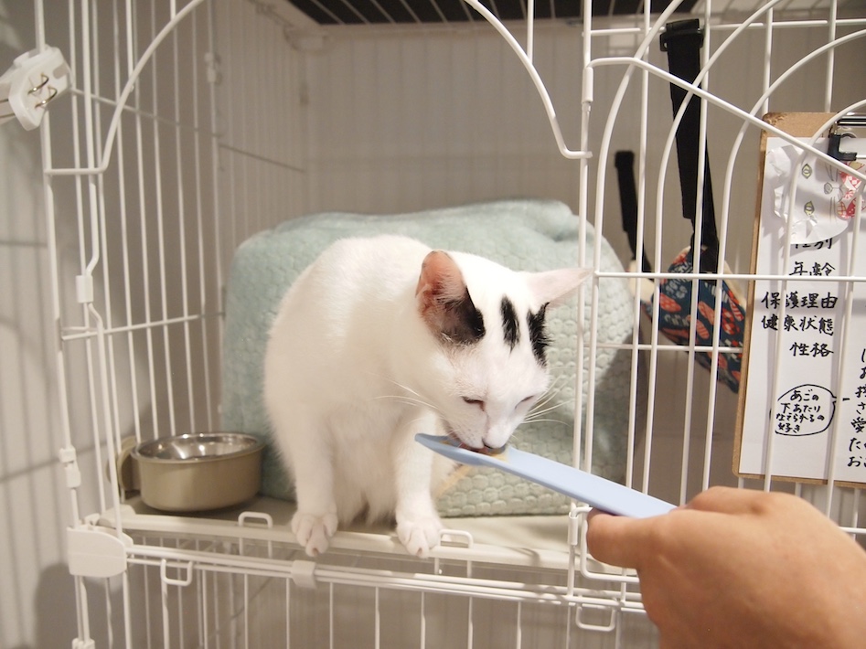 動物福祉を考える 「保護猫ハウスろくねこ」