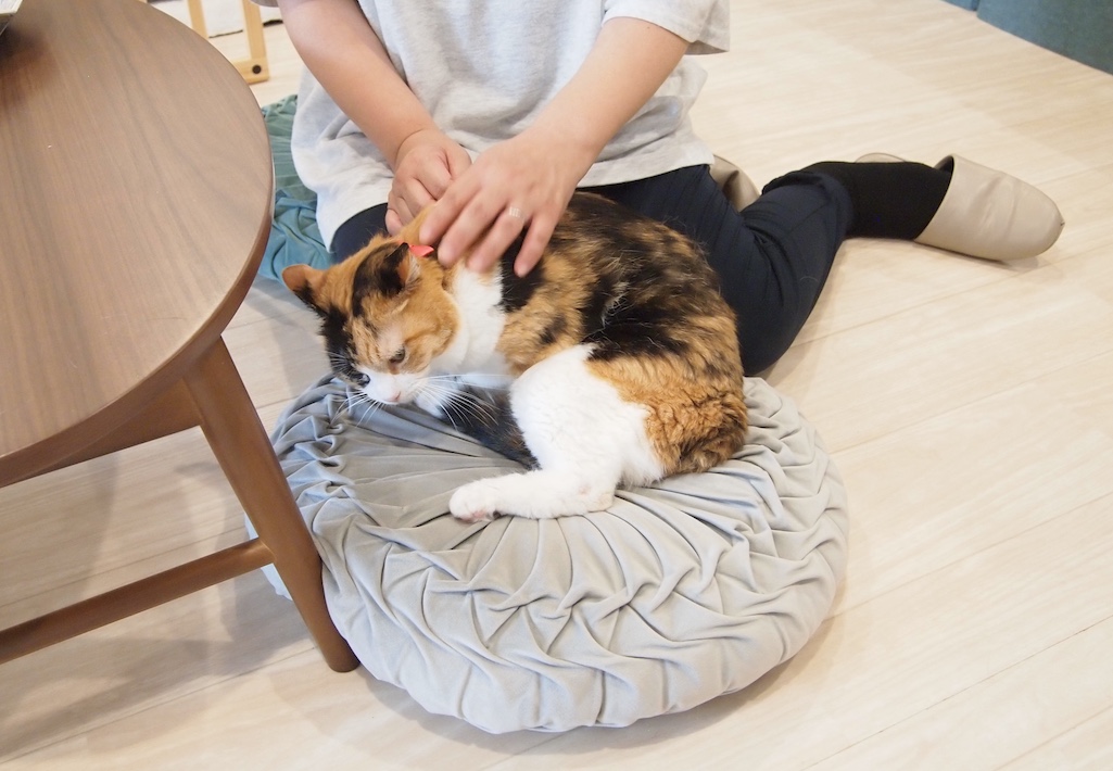 動物福祉を考える 「保護猫ハウスろくねこ」