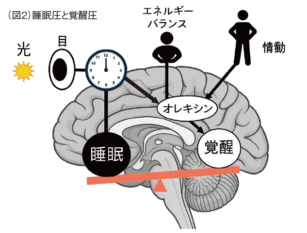 睡眠圧と覚醒圧の優位はシーソーのように切り替わる