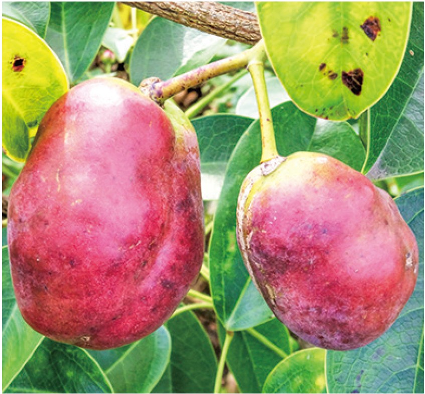 ほんのり甘い果実が実る「ムベ(郁子)」