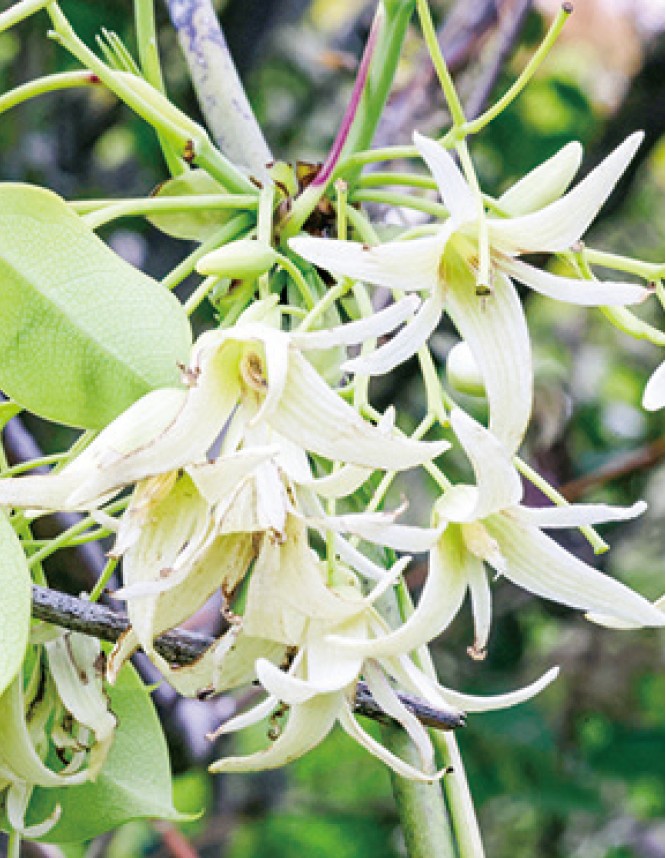 ほんのり甘い果実が実る「ムベ(郁子)」