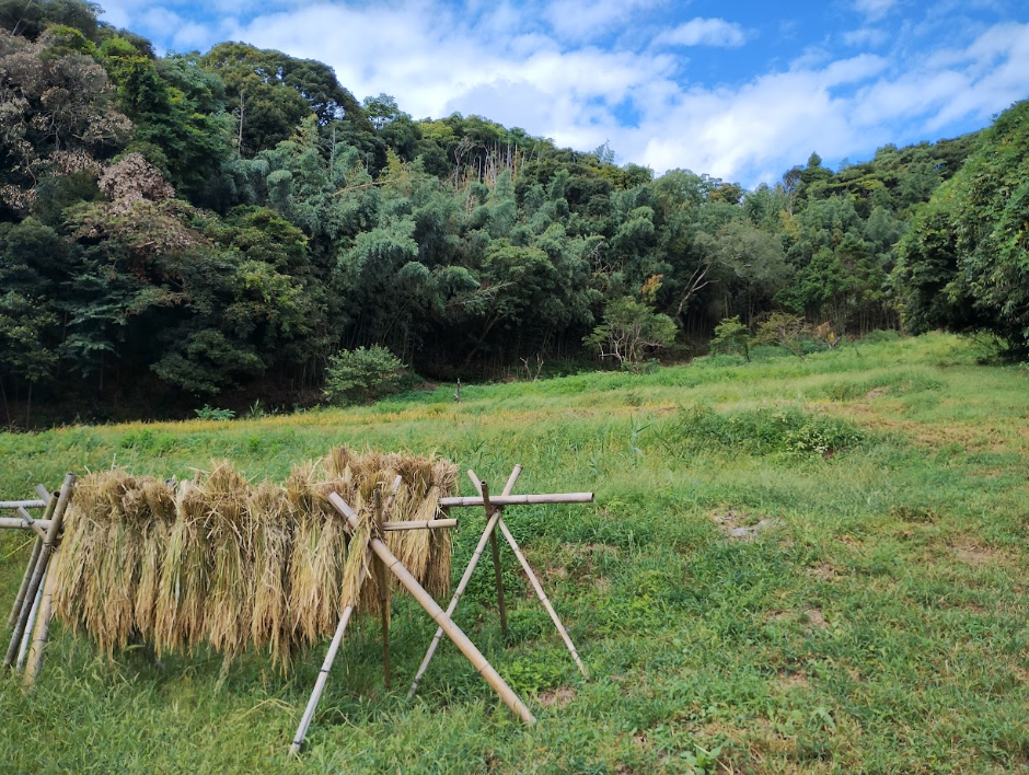 富津市に「さざなみ農園」を開園。環境保全と、稲作文化の継承に取り組みます