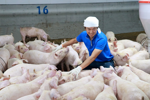 ジェリービーンズ 飼育員を囲む人懐こい豚たち