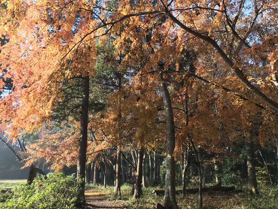 【船橋市】千葉県立船橋県民の森 千葉の紅葉スポット2025