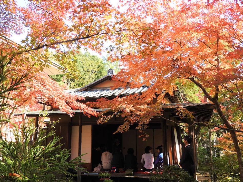 風情ある成田山境内は紅葉の名所として人気 成田山公園紅葉まつり