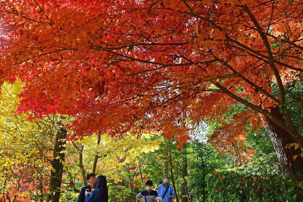 風情ある成田山境内は紅葉の名所として人気 成田山公園紅葉まつり