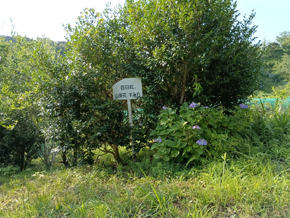 【南房総市】「おんだら山」へ登山・ハイキング！千葉の房総低名山シリーズ