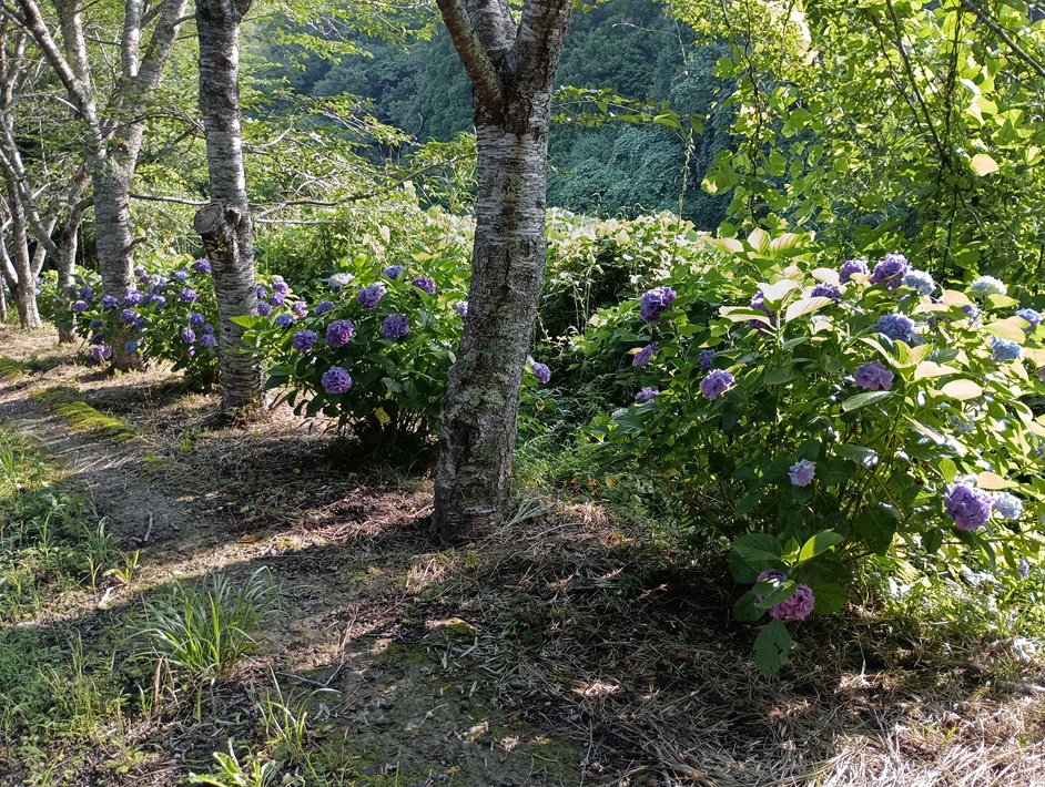【南房総市】「おんだら山」へ登山・ハイキング！千葉の房総低名山シリーズ