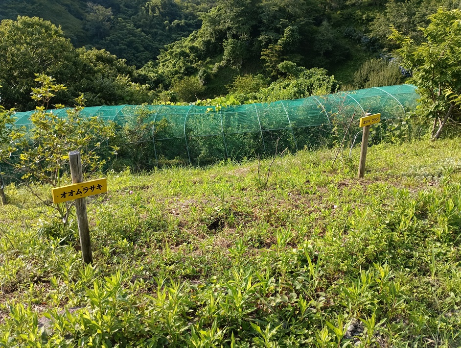 【南房総市】「おんだら山」へ登山・ハイキング！千葉の房総低名山シリーズ
