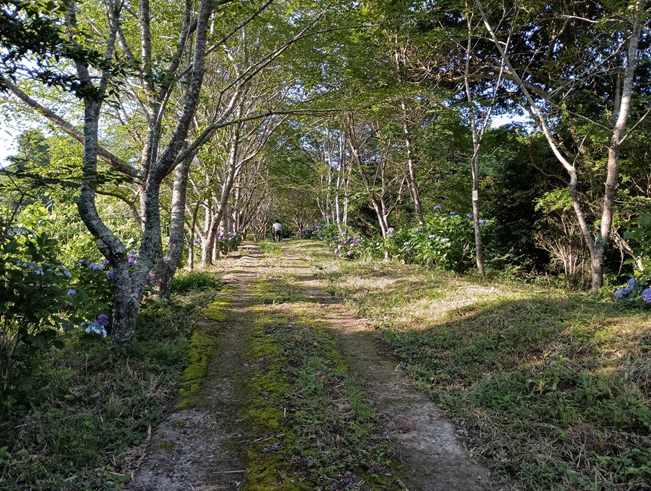 【南房総市】「おんだら山」へ登山・ハイキング！千葉の房総低名山シリーズ