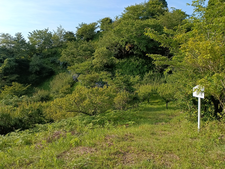 【南房総市】「おんだら山」へ登山・ハイキング！千葉の房総低名山シリーズ