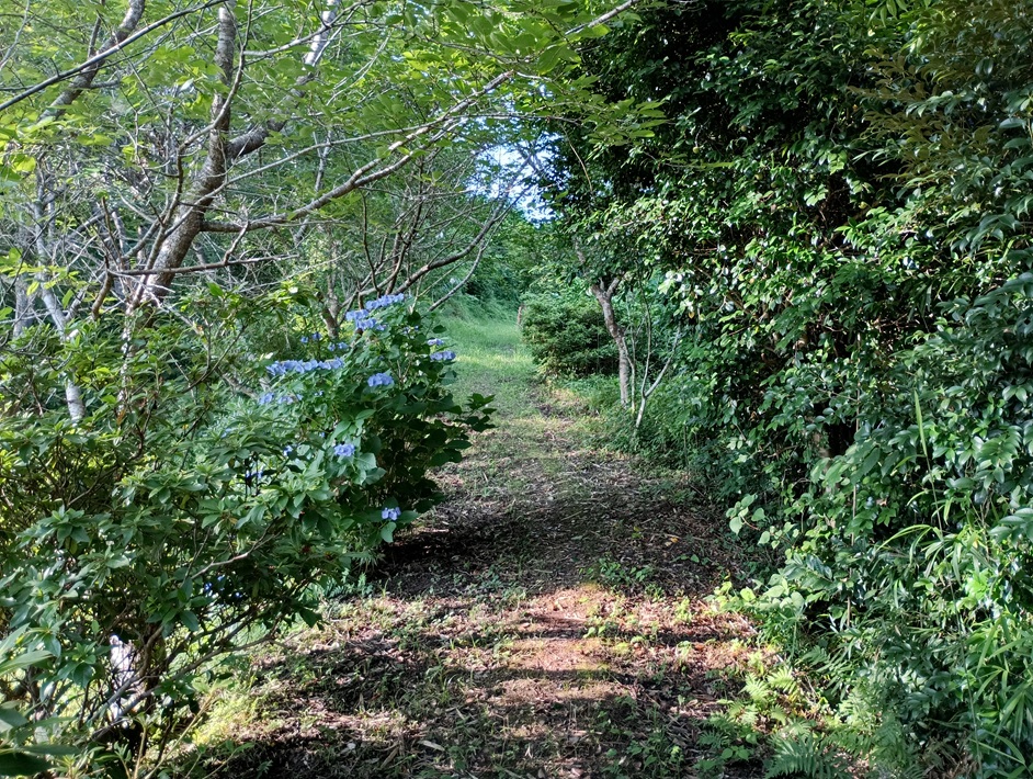 【南房総市】「おんだら山」へ登山・ハイキング！千葉の房総低名山シリーズ