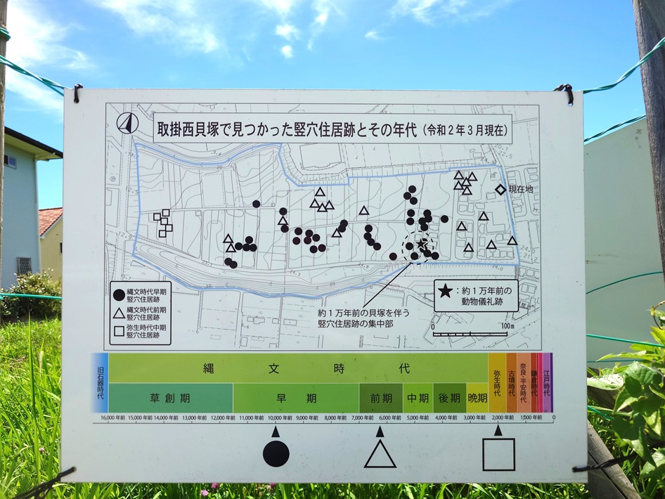 令和3年国史跡に指定!船橋市「取掛西貝塚」海鮮もジビエも 貝塚からわかる縄文の食卓