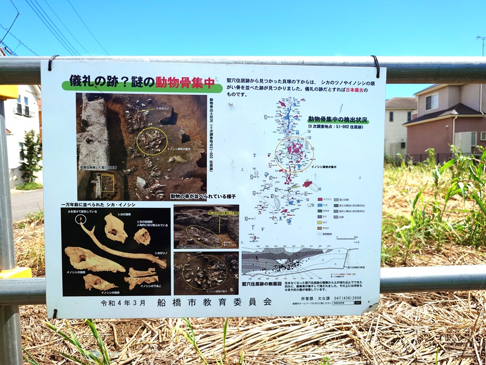 令和3年国史跡に指定!船橋市「取掛西貝塚」海鮮もジビエも 貝塚からわかる縄文の食卓