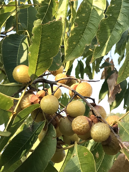 せっけんの木とも呼ばれる「ムクロジ(無患子)」