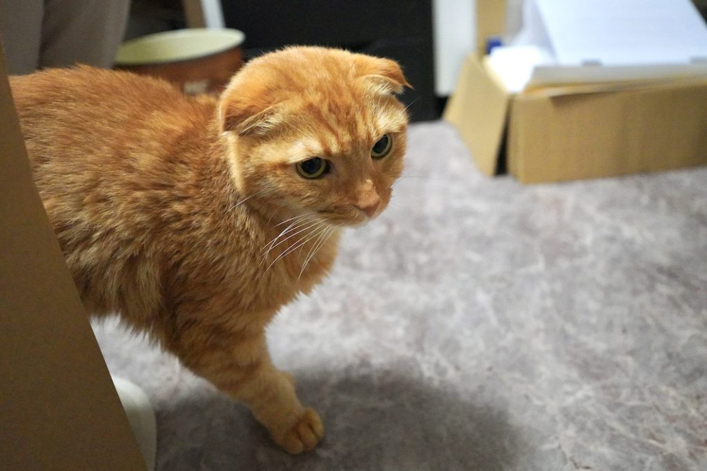 編集者・漫画原作者・文筆家　平林緑萌さん