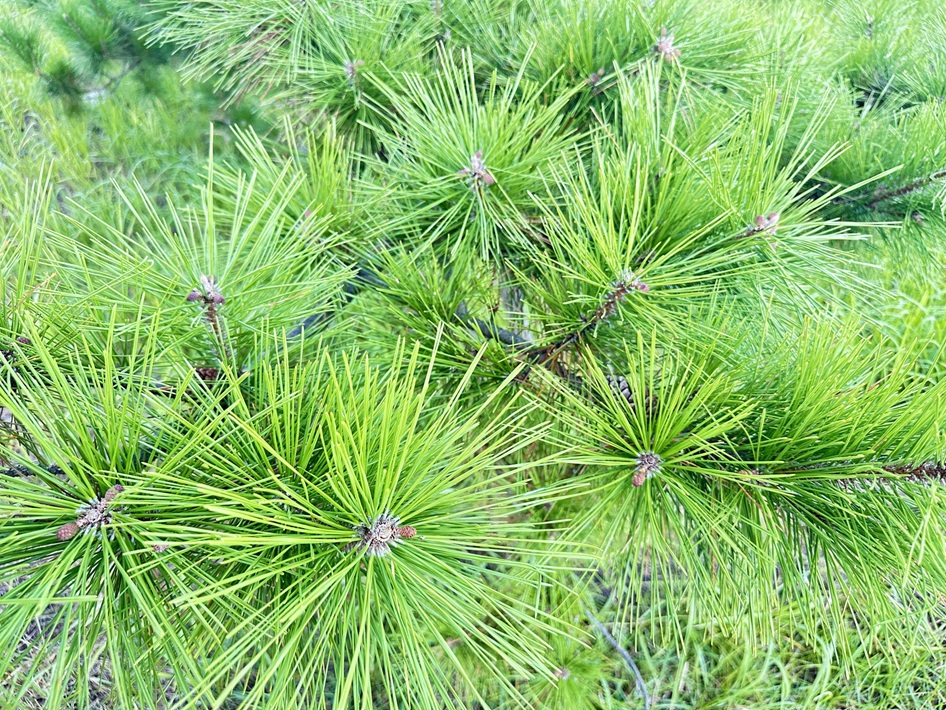 自宅のお風呂でぜいたくバスタイム 季節湯のススメ