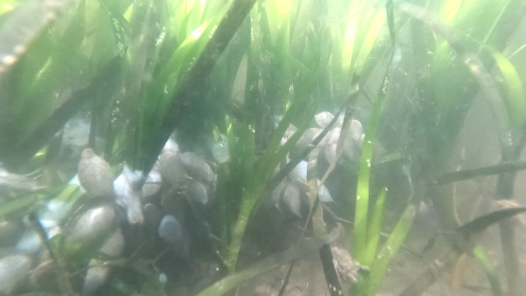 アマモ移植で三番瀬の自然を復活する