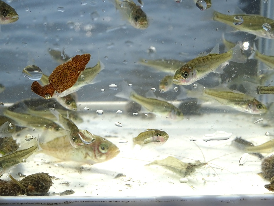 アマモ移植で三番瀬の自然を復活する