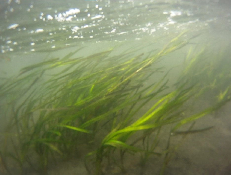 アマモ移植で三番瀬の自然を復活する