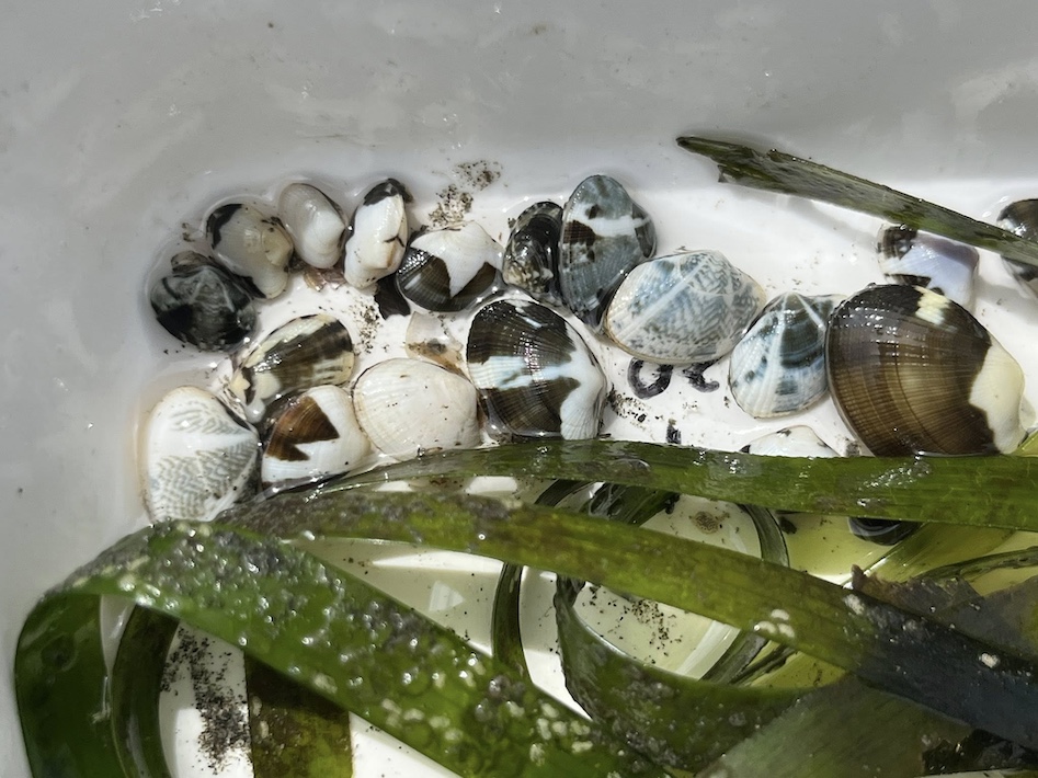 アマモ移植で三番瀬の自然を復活する