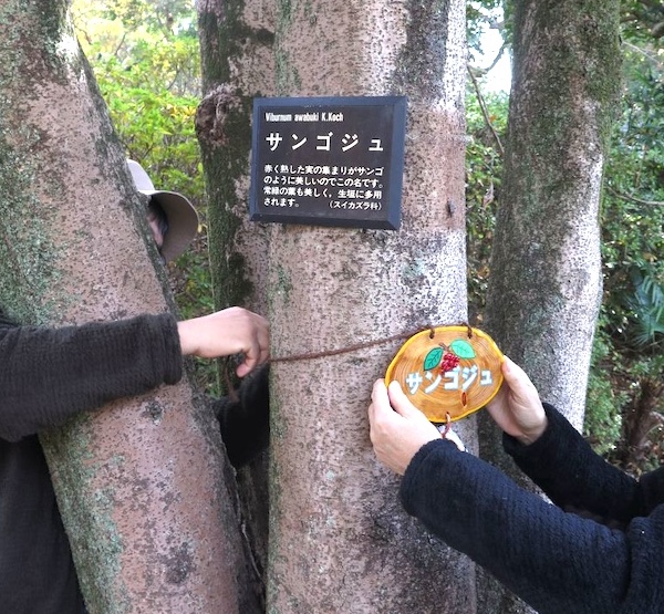 里見の歴史を見つめてきた巨木も　里見公園の木々を訪ねて